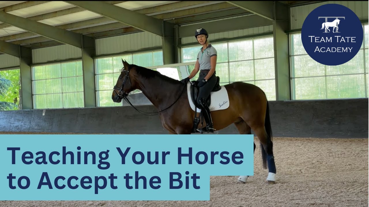 Teaching the Horse to Accept the Bit with Beau (Presentation of the Bit)