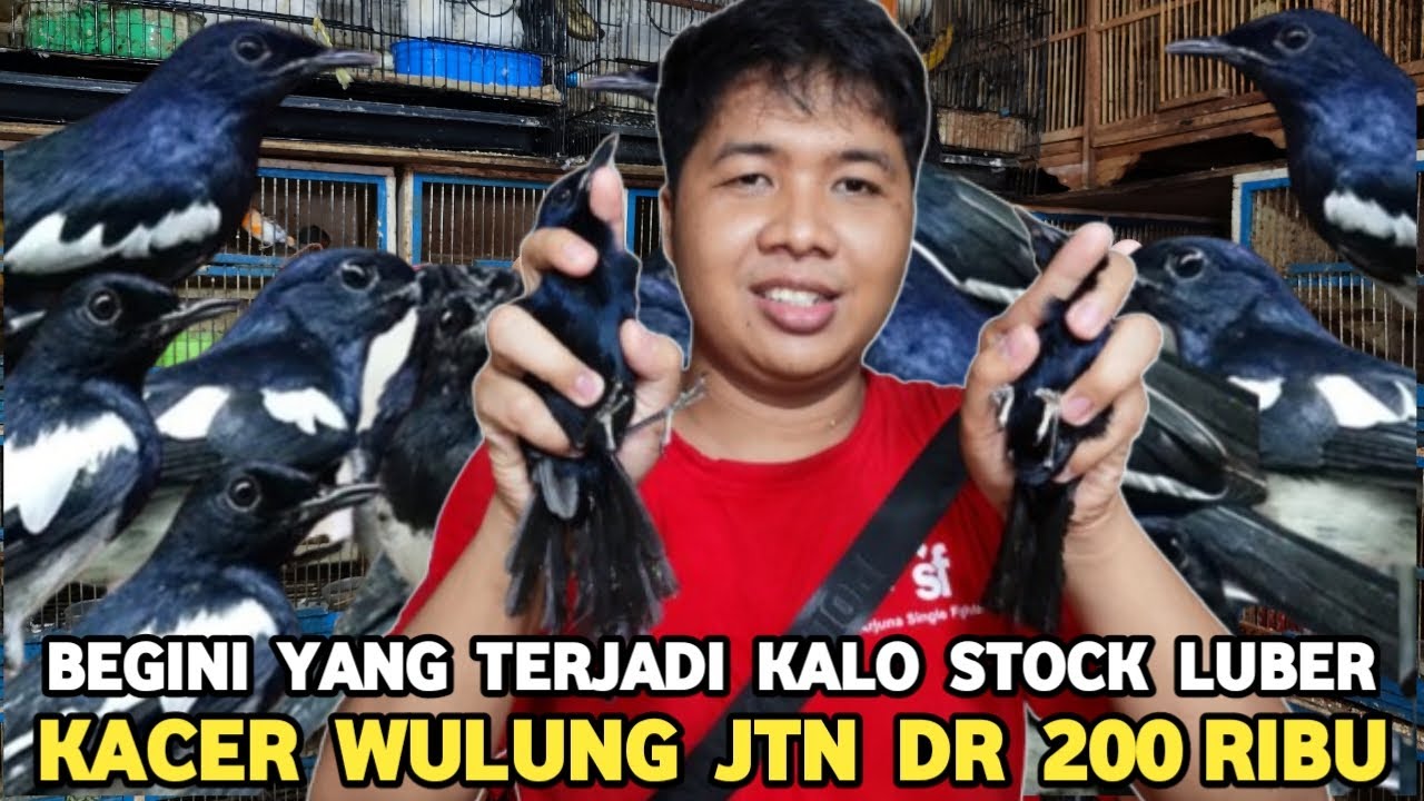 EDAN KACER WULUNG JANTAN DIJUAL CUMA 200 RIBU DI PASAR BURUNG PRAMUKA