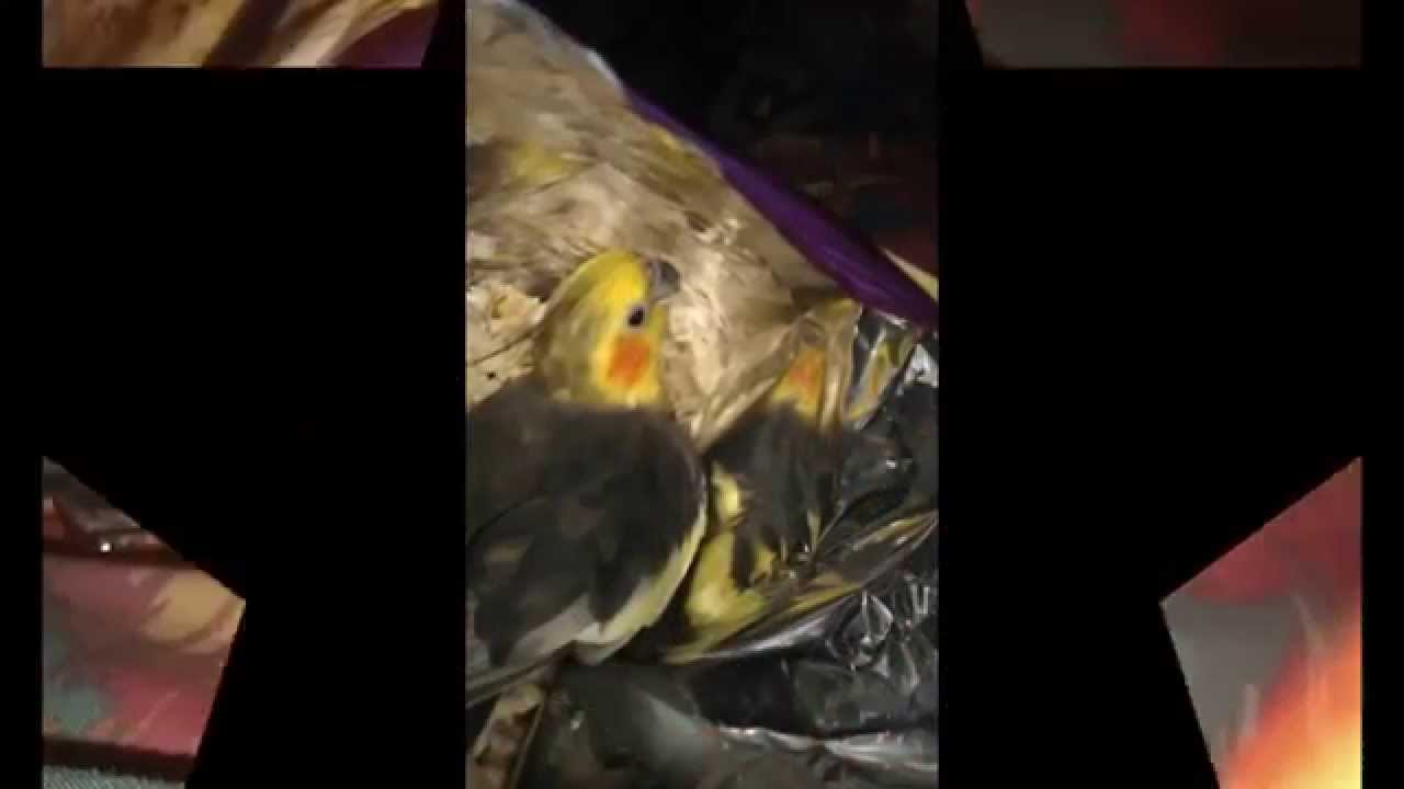GEORGIE BIRD