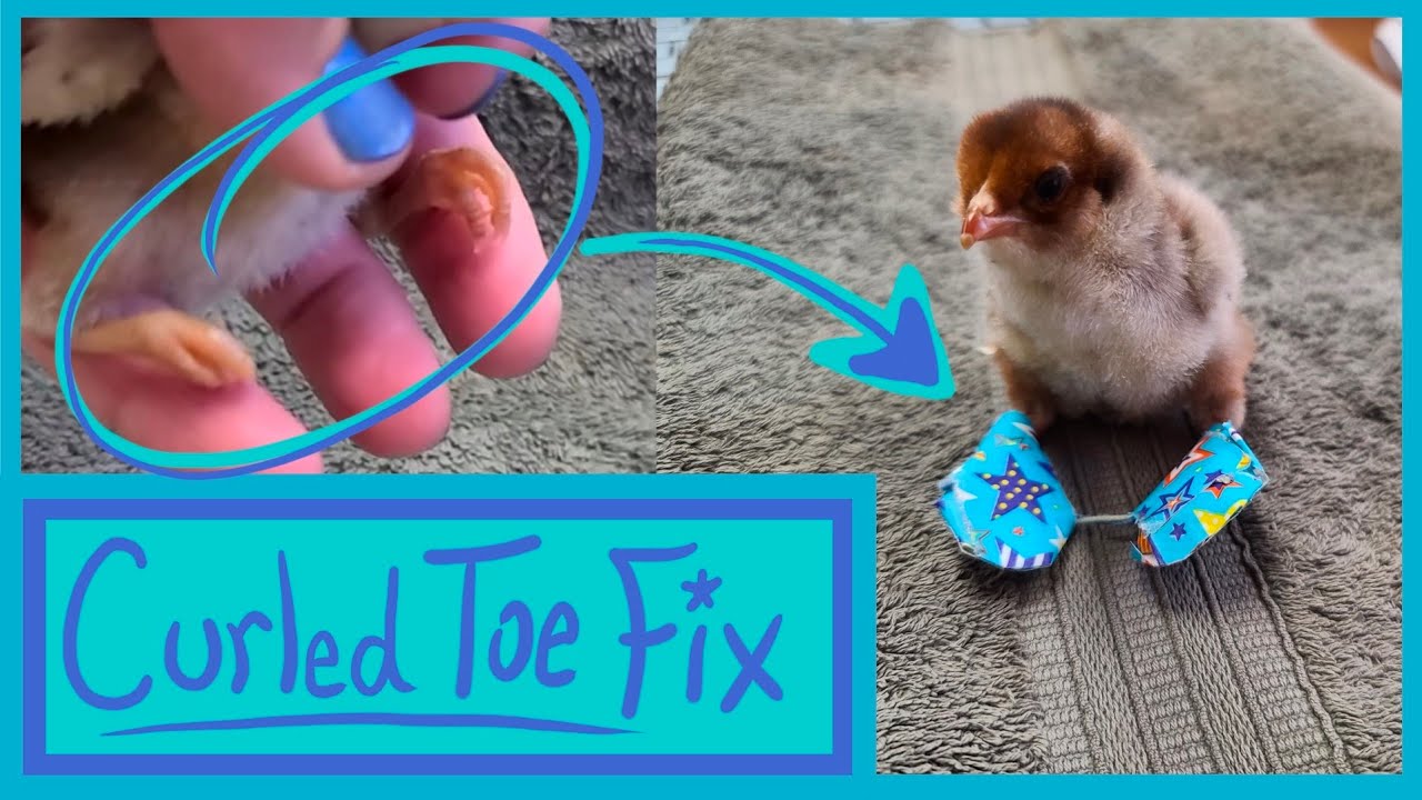 How to SPLINT CURLED TOES on a CHICK or DUCKLING - Curled Foot Fix