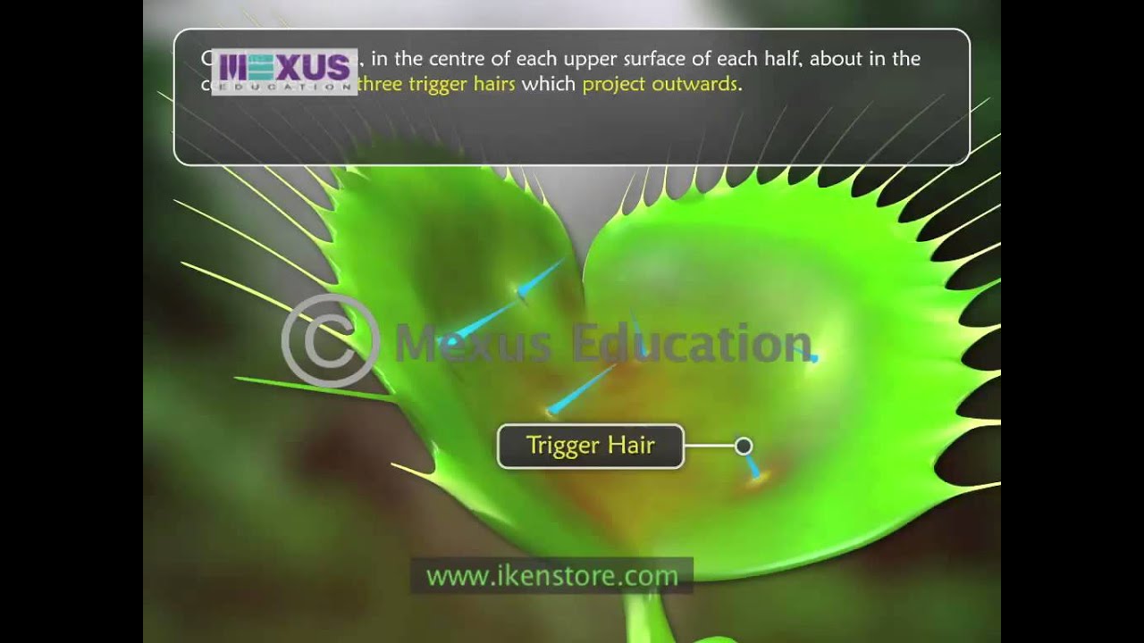 Insectivorous Plants