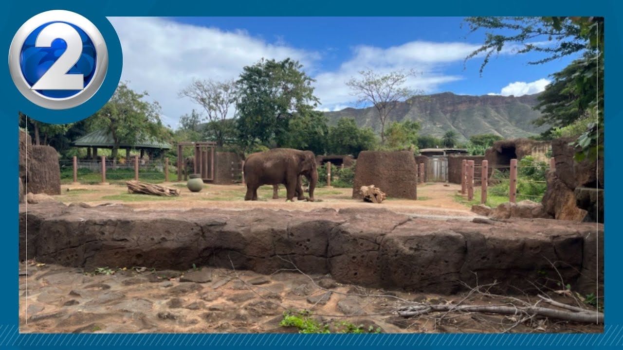Hawaii High Court: Do HNL Zoo elephants have legal right to freedom?