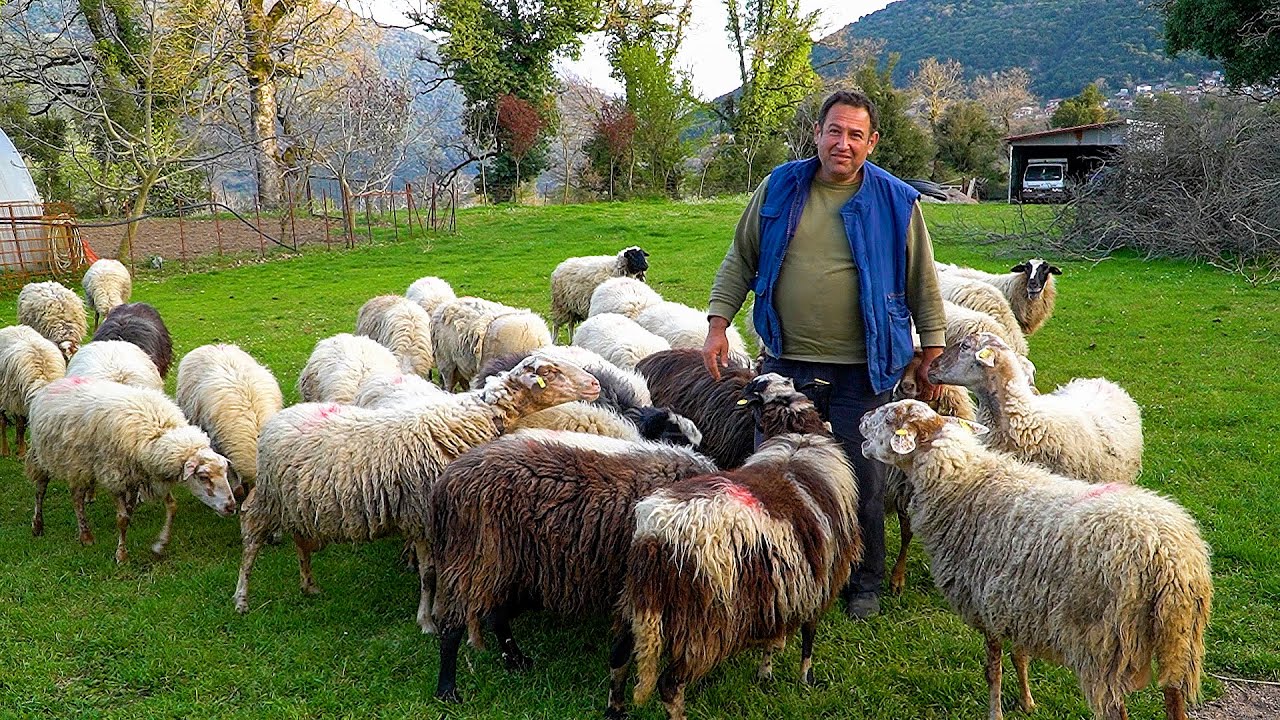 Η Σκληρή Ζωή και η Ανθρώπινη Ανθεκτικότητα | Αφιέρωμα στους Ευρυτάνες Αγρότες