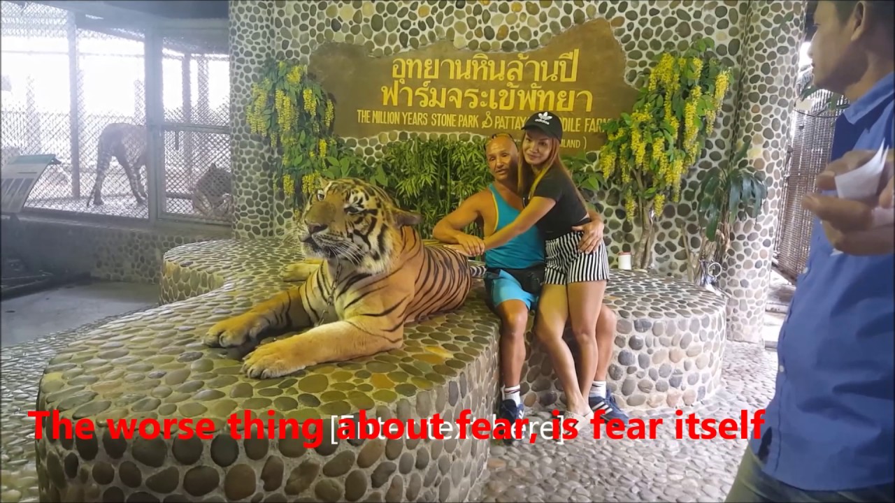 millionstone park & crocodile farm, petting a bengal tiger.