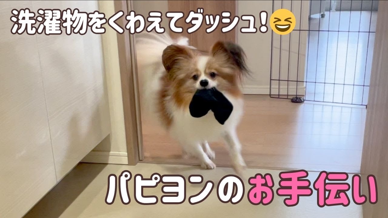 [Собака-помощник] Папийон, несущий бельё, такой милый 🧦🐾