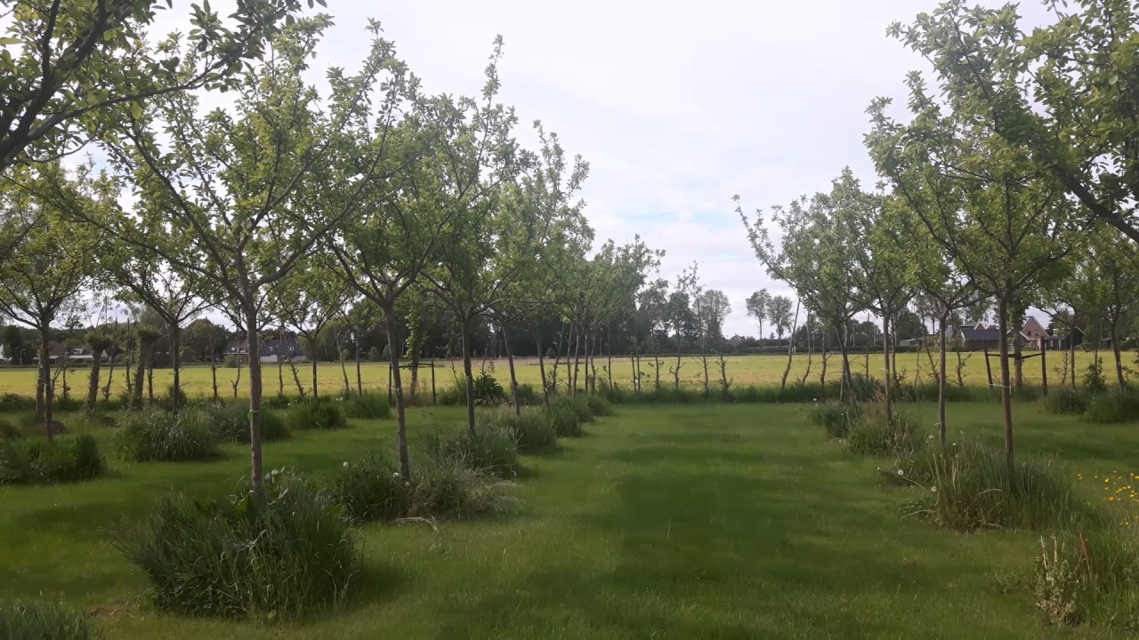 Assortiment pruimenbomen Schouten Bomen & Loonbedrijf