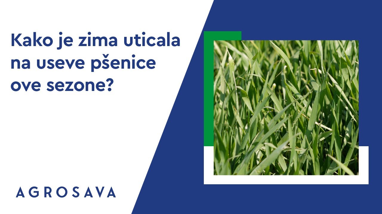 Kontrola useva p&scaron;enice u martu