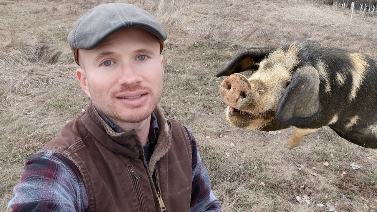 No More Pasturing Pigs