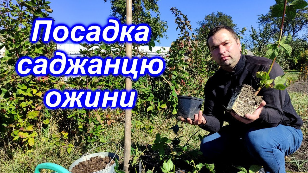 Посадка саджанцю ожини 2023