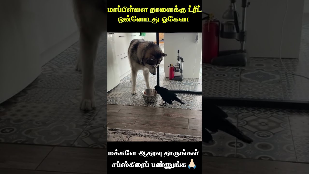 🤣மாப்பிள்ளை என்ன பண்ற🤣 animal mind voice comedy in Tamil #funnyanimals #comedyvideo #trending 