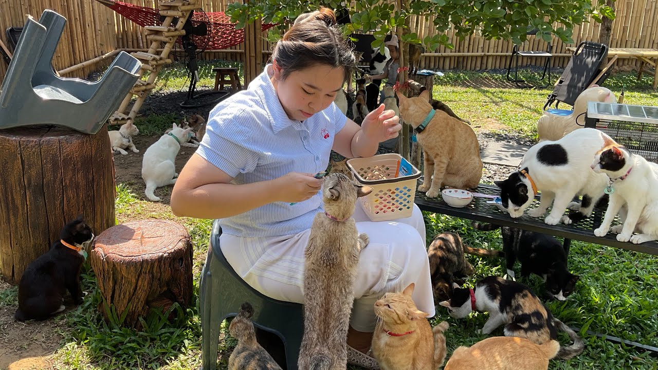 Happy Cat House Garden