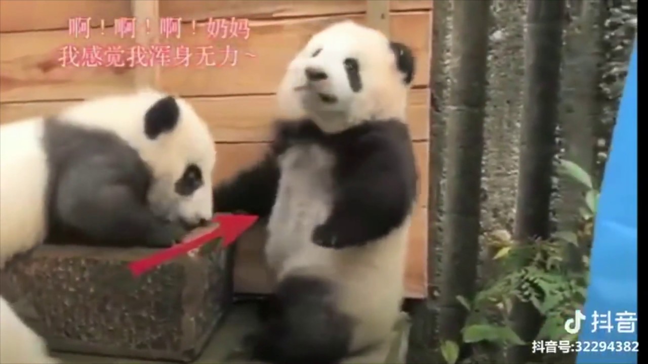 熊猫宝宝搞笑视频卖萌可爱【抖音萌宠】【TikTok (China) Cute Funny Panda Video】