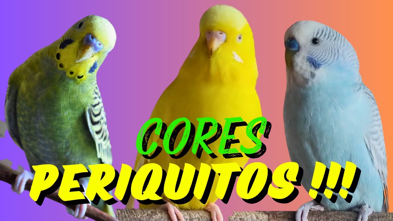 CORES RARAS DE PERIQUITOS AUSTRALIANO