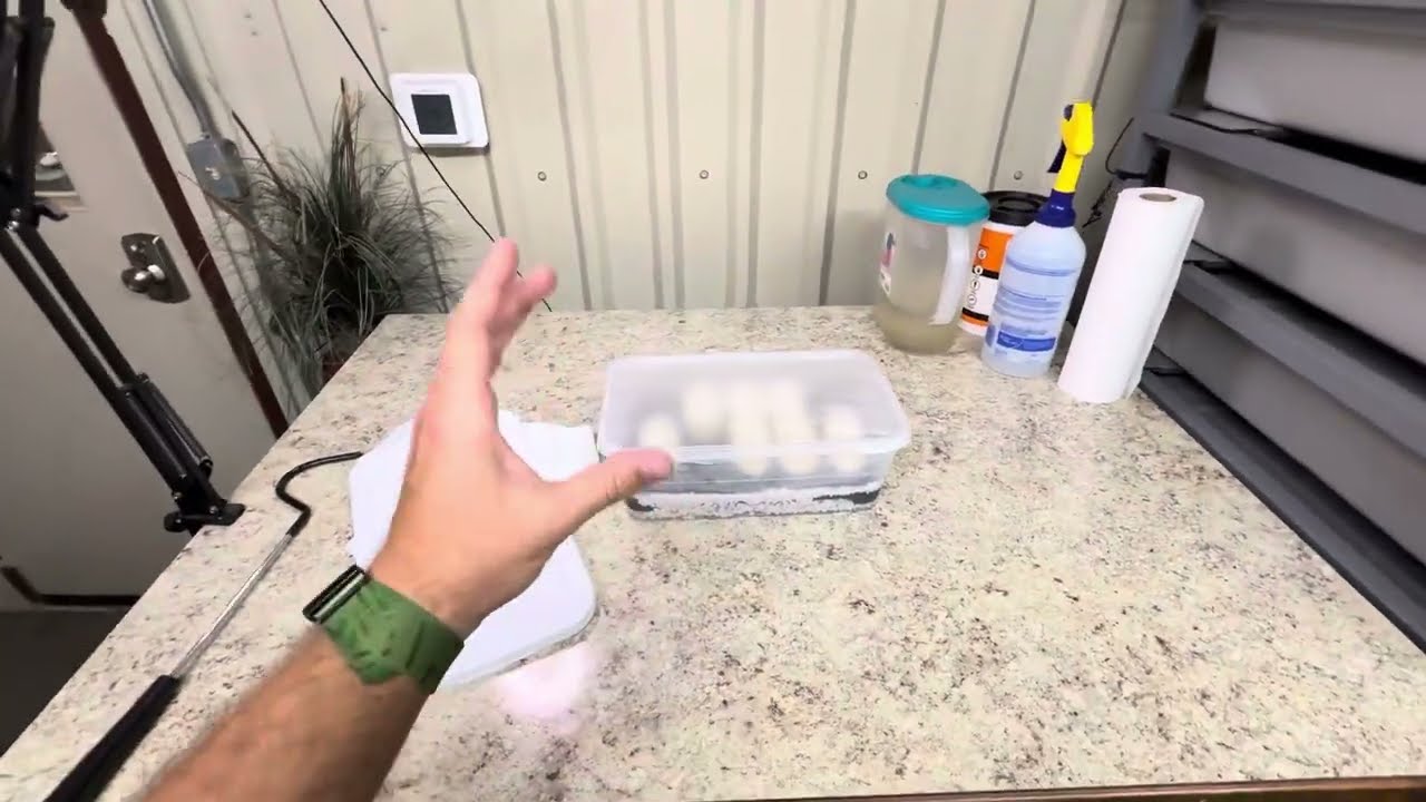 FINALLY WE HAVE EGGS ON THE GROUND🤩