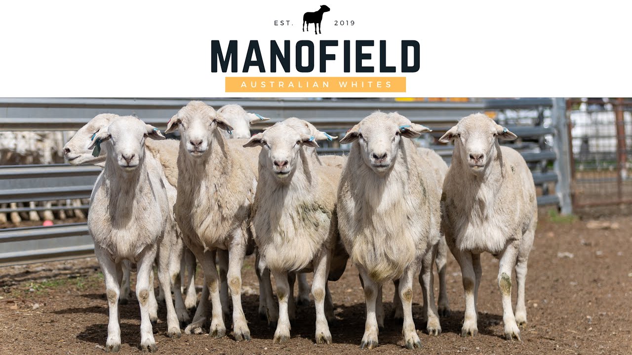 Manofield Australian Whites 24 Promo