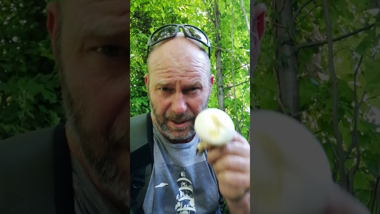 Edible or Poisonous Mushroom? How to recognise the difference between these Fungi