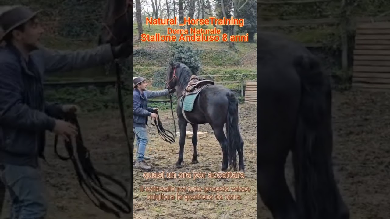 Doma Naturale Stallone Andaluso #cavalli #horse #doma #stallion  #horsemanship #andalusianhorse