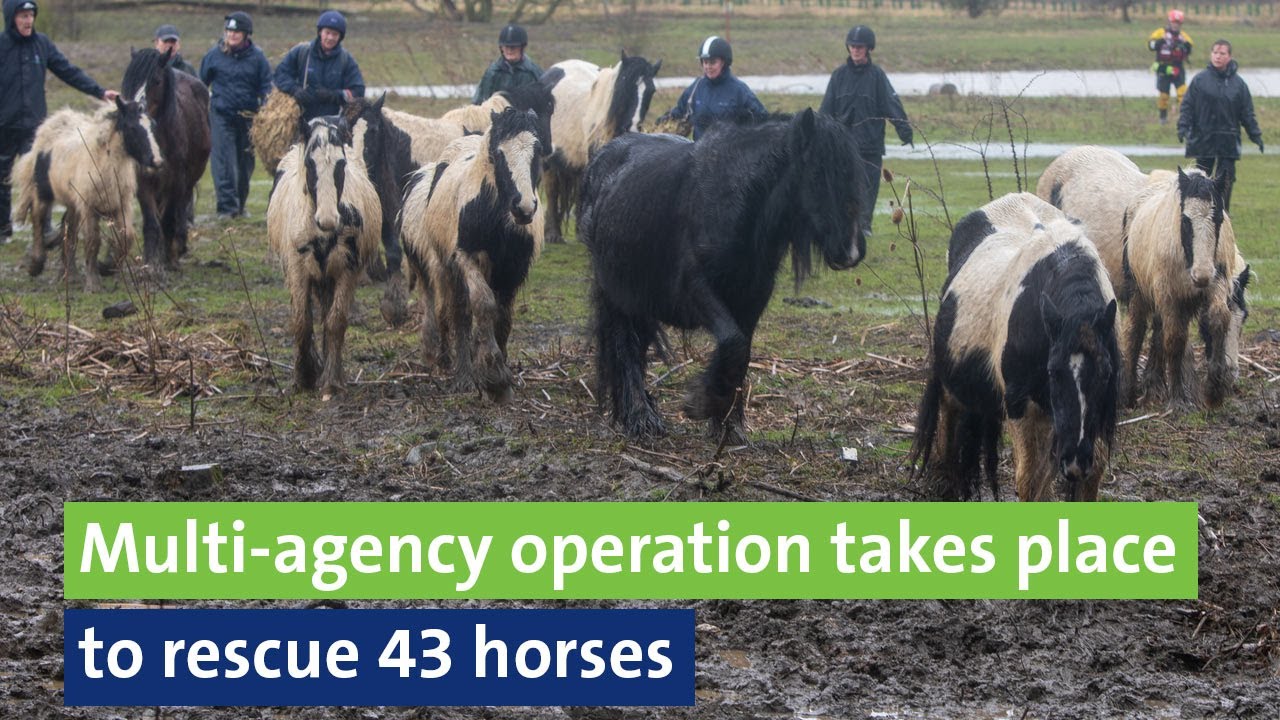 Multi-agency operation takes place to rescue 43 horses