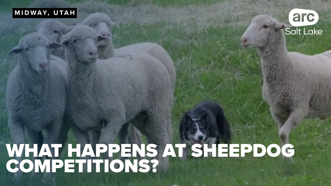 sheep dog arc