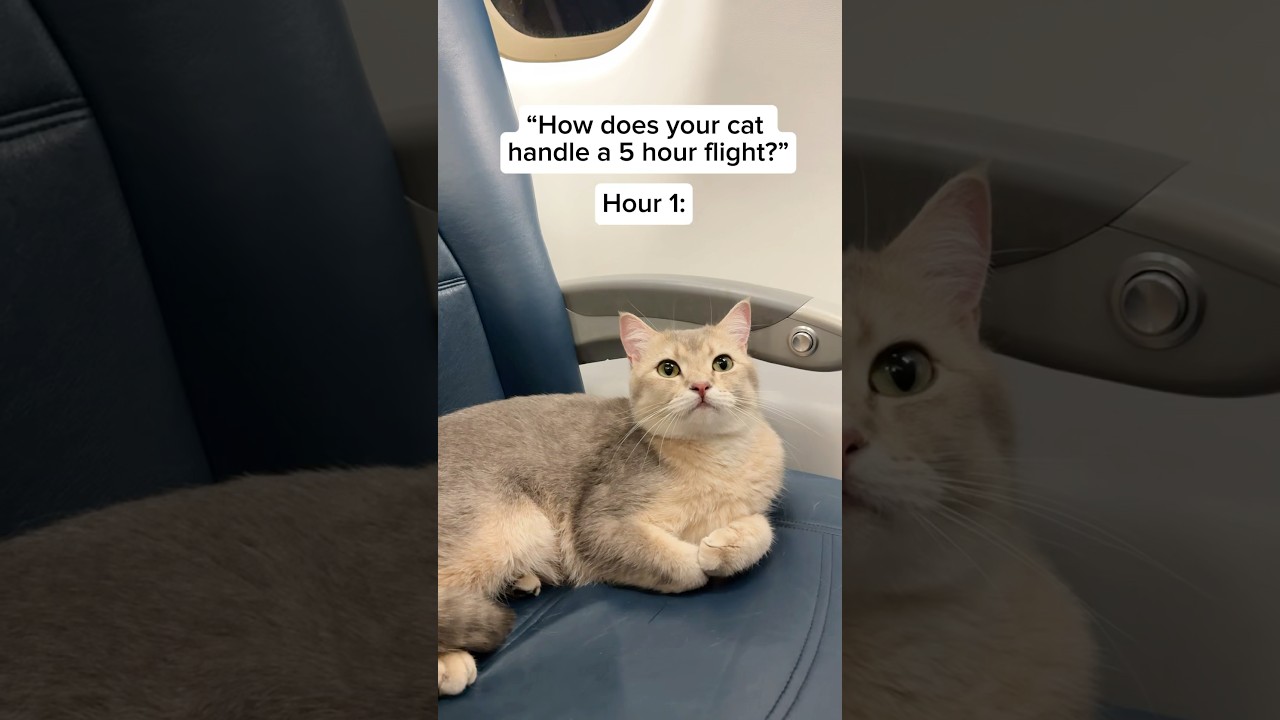 How my cat behaved on a 5hr flight from Chicago to Mexico City 🇲🇽 #cat #travel #cutecat