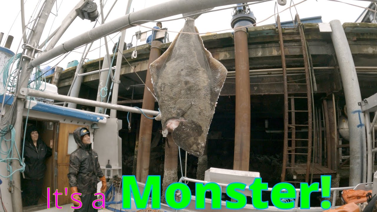 We had to use the Crane to Lift it Out!!! -2025 Halibut season in Alaska