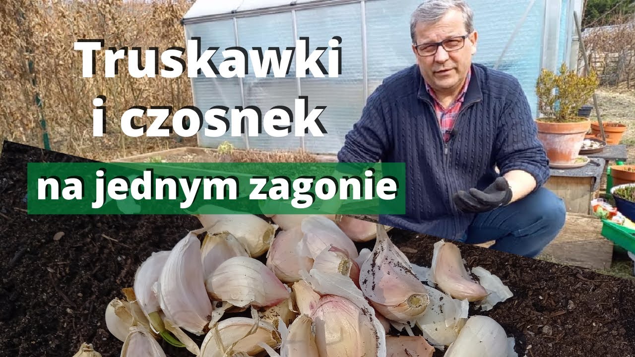 Клубника и яровой чеснок