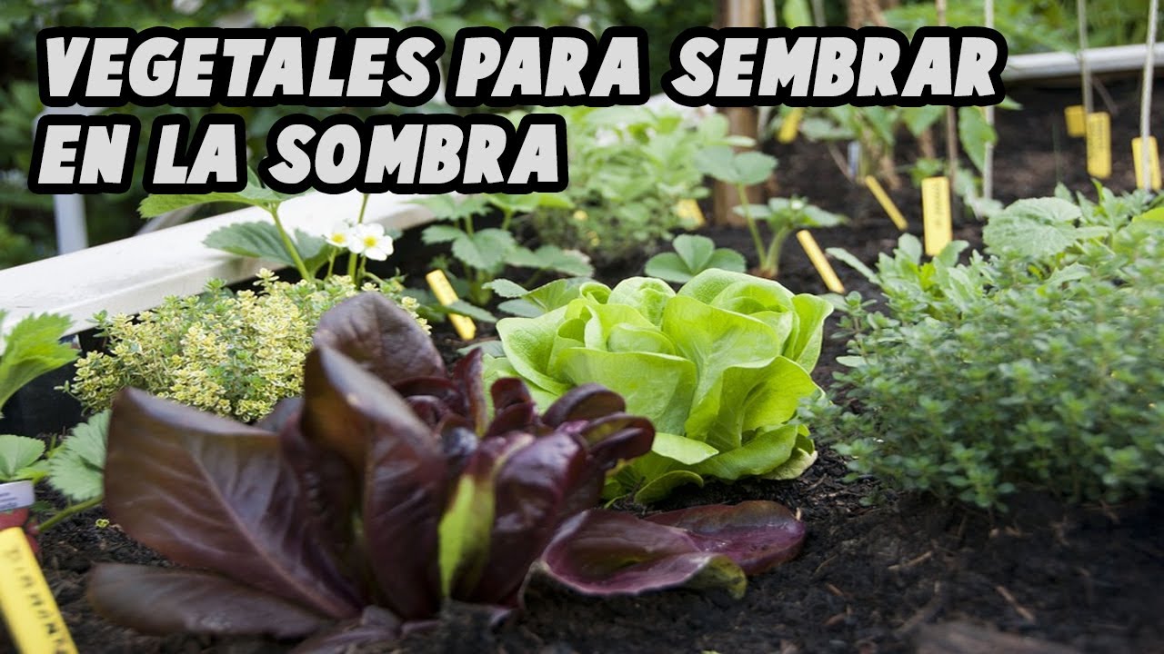 4 HORTALIZAS QUE PUEDEN SEMBRARSE EN LA SOMBRA