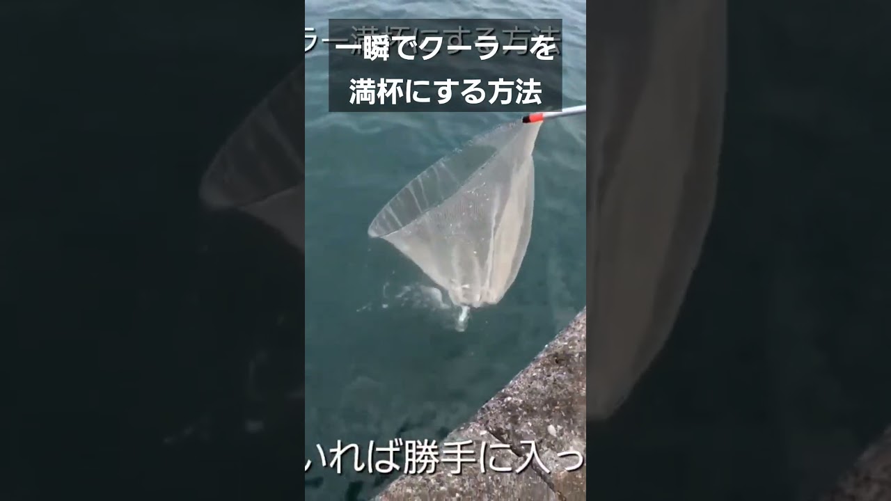 撒き餌に集まったイワシをタモですくう　#shouts＃イワシ＃防波堤釣り