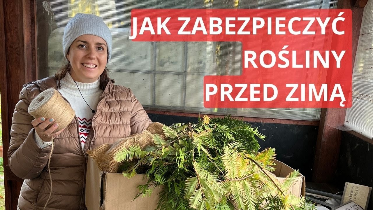 Jak zabezpieczyć rośliny przed zimą.  #ogrod_w_listopadzie