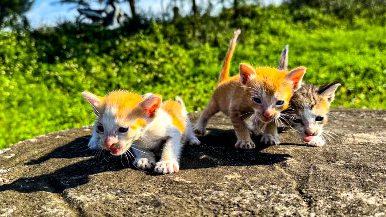 Seizures & Starvation : Urgent Rescue, Caring for Kittens After Mother Escapes | Cat Care Guide