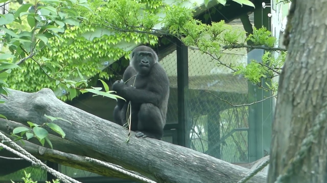 Gorillas auf der Außenanlage im Zoo Frankfurt