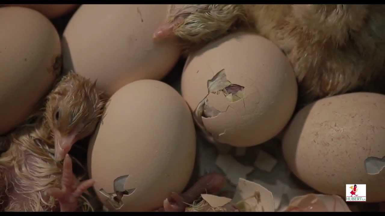Le Couvoir Hubert Production de Poussins d'un Jour