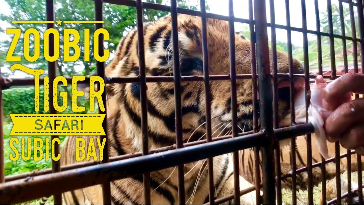 2019 Subic Bay Tour Ep. 2: Zoobic Tiger Safari