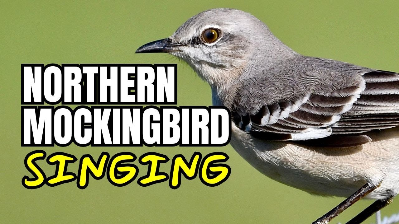 Mockingbird Singing His Heart Out in My Backyard 🎶