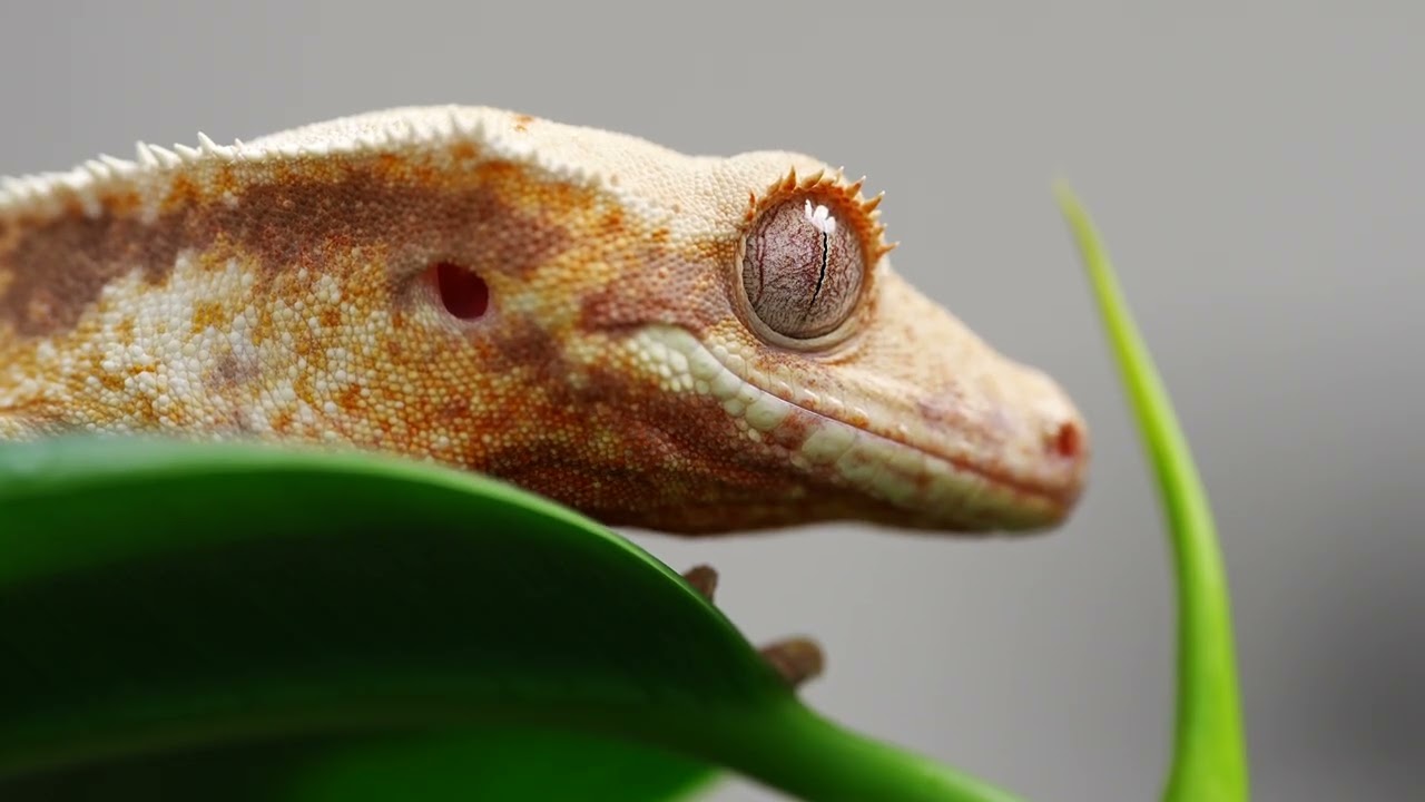 [SLRCLUB Brand Review] SONY FE 100mm F2.8 Macro GM OSS - Sample Movie 3