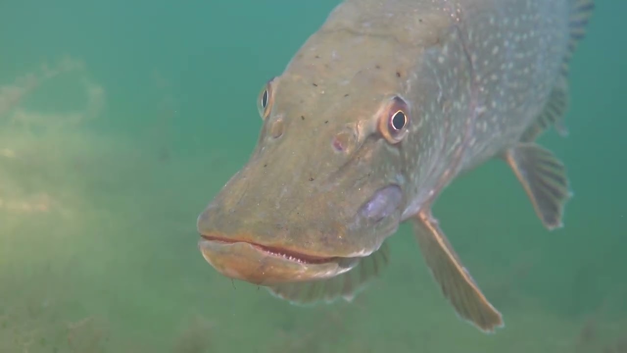 snoek bussloo 2017 mp4