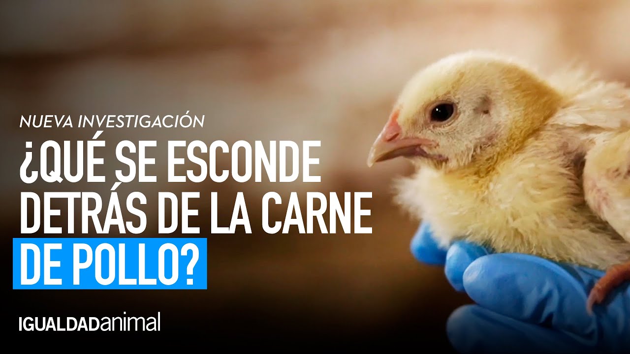 La CRUELDAD tras la producci&oacute;n de CARNE DE POLLO