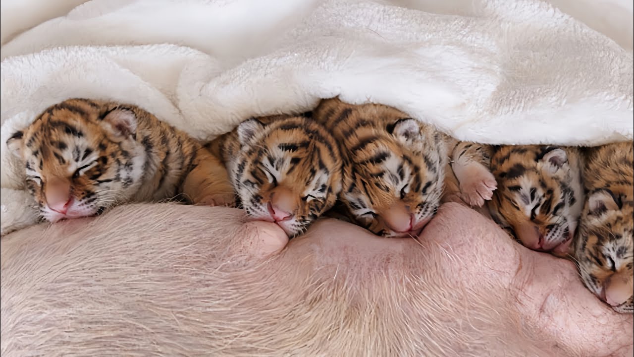 I Raised 4 Newborn Tiger Cubs for 200 Days&hellip; After Their Mother Died 🐯💔