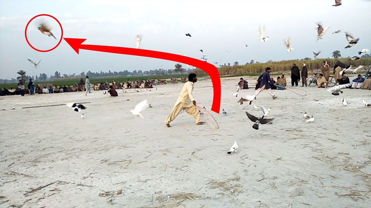 Kabootar Bazi Tournament-Kabootar Pakadne Ka Tarika-Kabootar Ka Match Urdu/Hindi Part 1