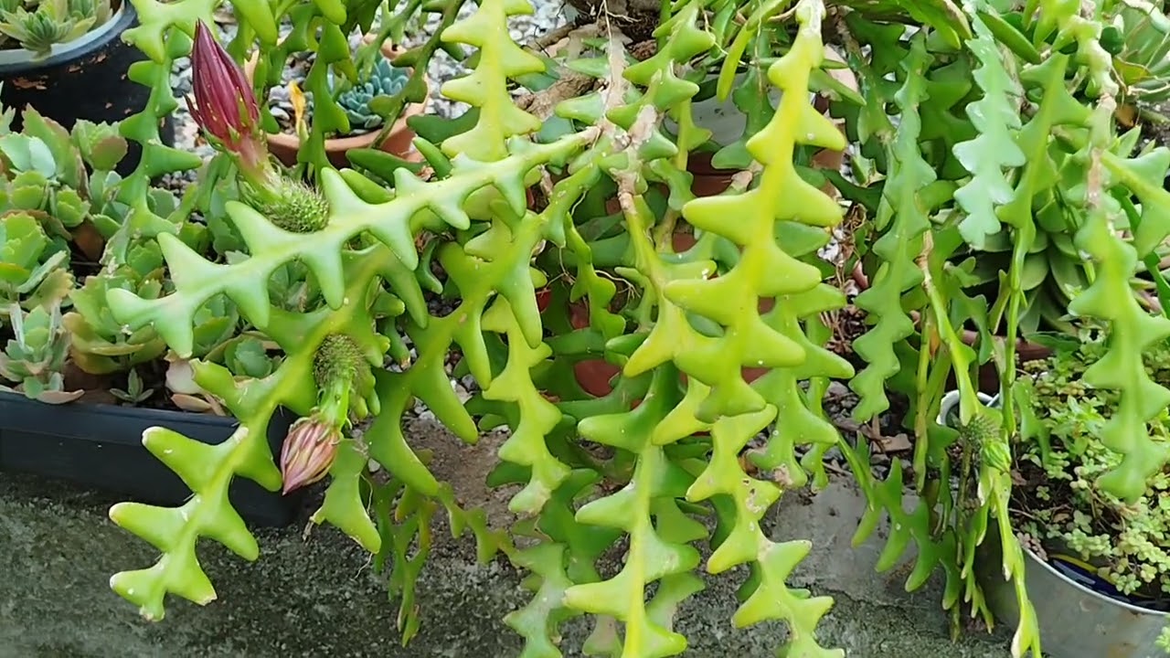 Cacto Sinhaninha e Cotyledon Pendens.
