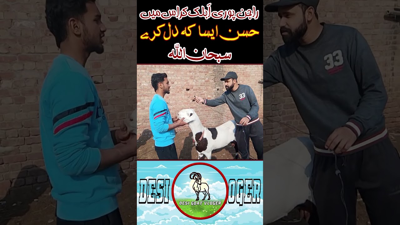 Rajanpuri Ablak Cross Bakriyan (Goats)