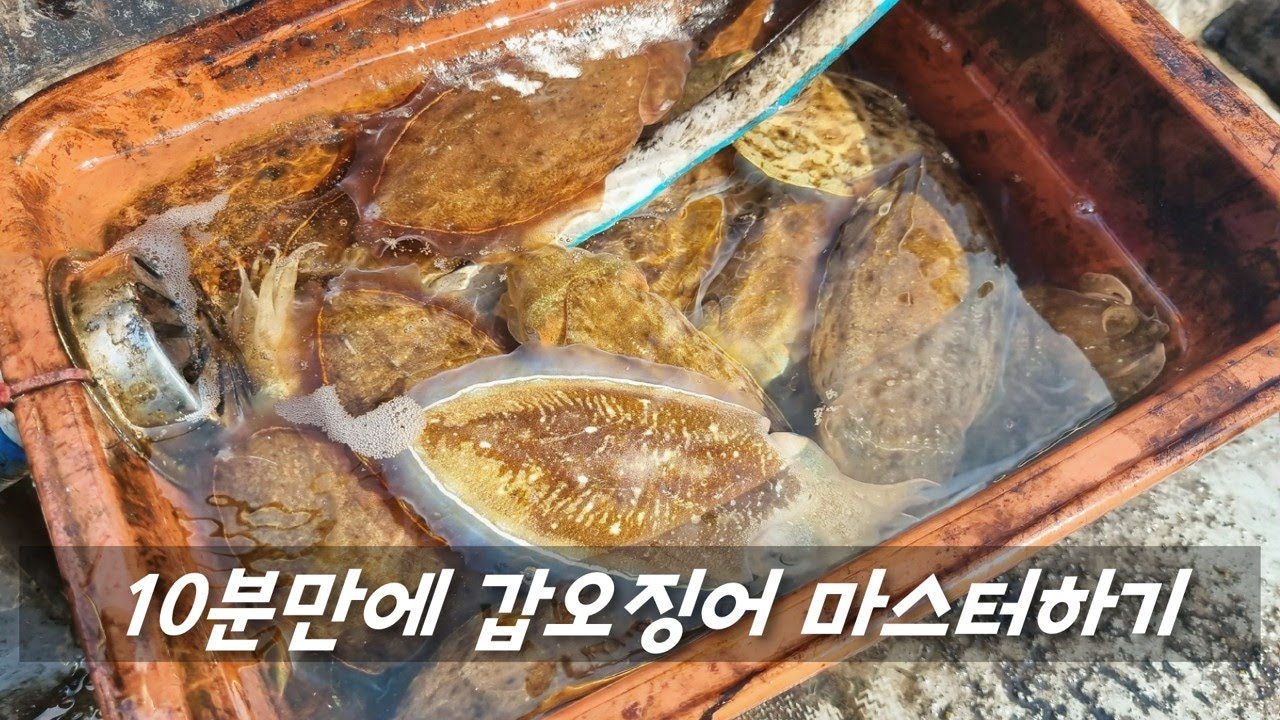이걸 보고도 갑오징어 낚시를 못 배운다?! 낚시 접고 골프나 치러가... 일머리가 없는겨...