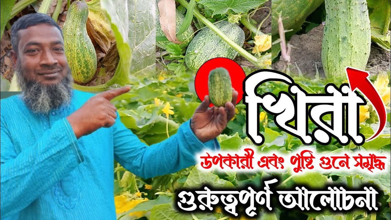 খিরা | শসা | গরমের স্বস্তি কর সবজি খিরা | আমাদের দেহের ৯৫% পানির ঘাটতি পূরন করতে সক্ষম খিরা | ২০২৬ 