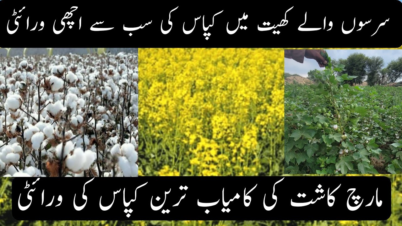 Best cotton vairty after mustard || Best cotton vairty for march sowing #cotton #farming