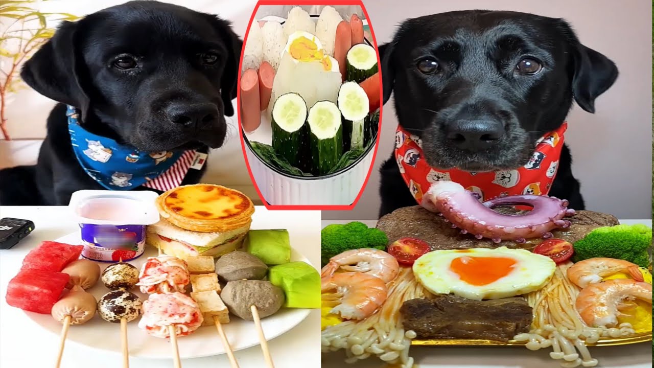 Doggo’s Double Delight: From Snacks to Seafood!