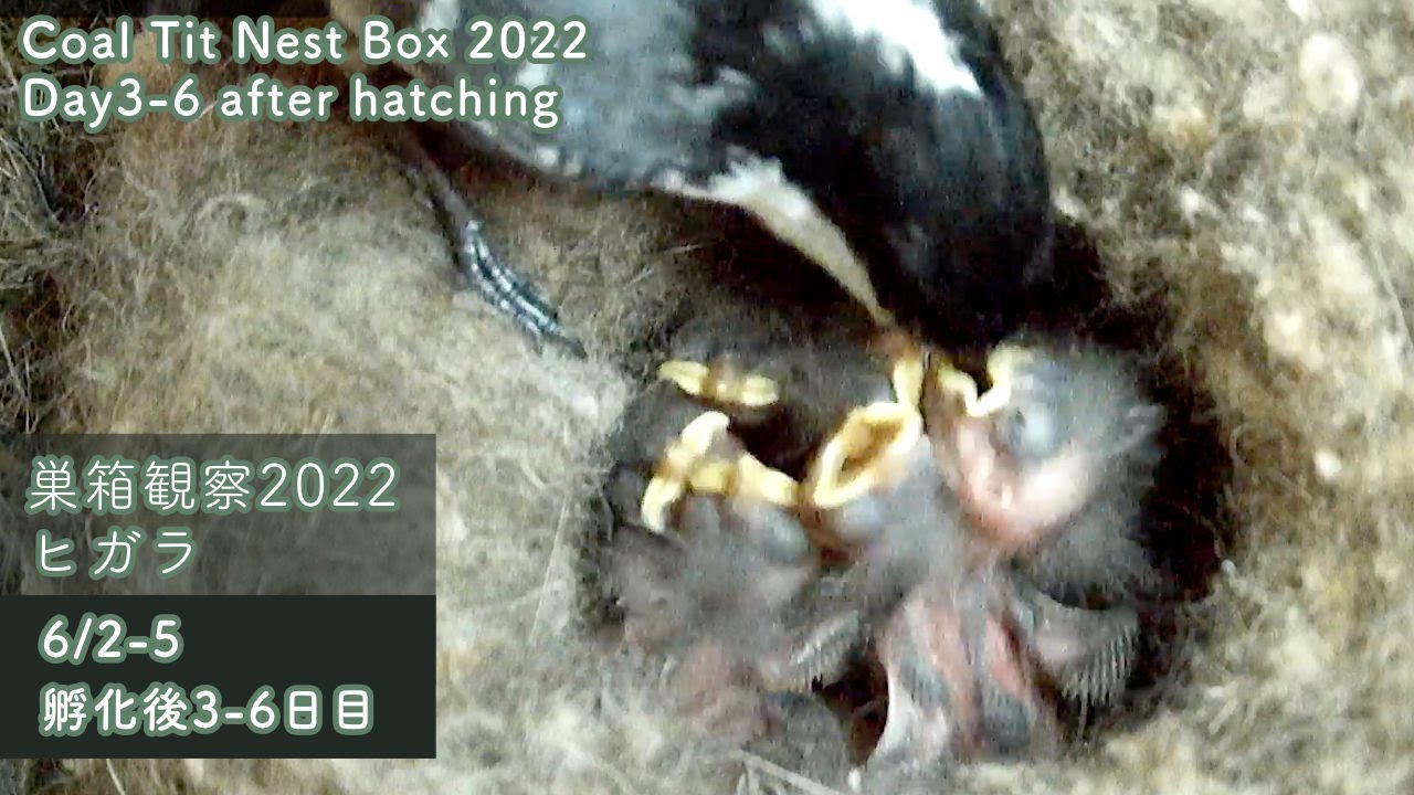 【巣箱観察2022】ヒガラの雛、羽が生え始める・・！（2022/06/02-05 観察32-35日目/孵化後3-6日目）