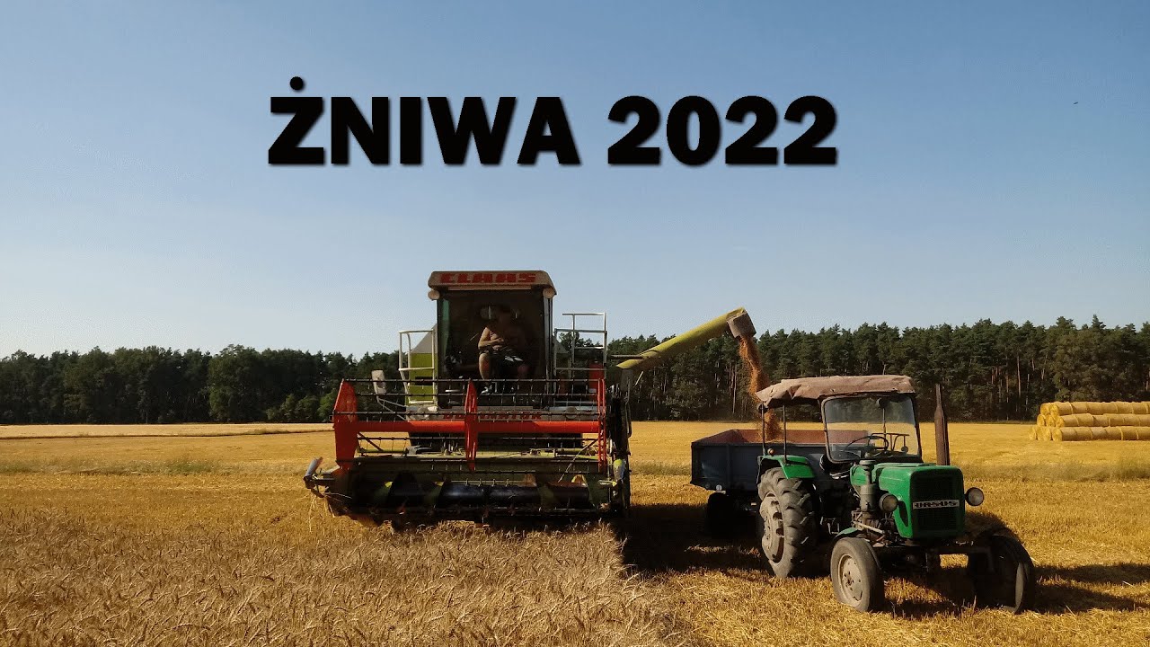 Oporowe żniwa pszenicy 🔥 Pszenica oścista pod kosę 🔥 Claas Dominator 48s, Ursus C-328 i 3512 w akcji