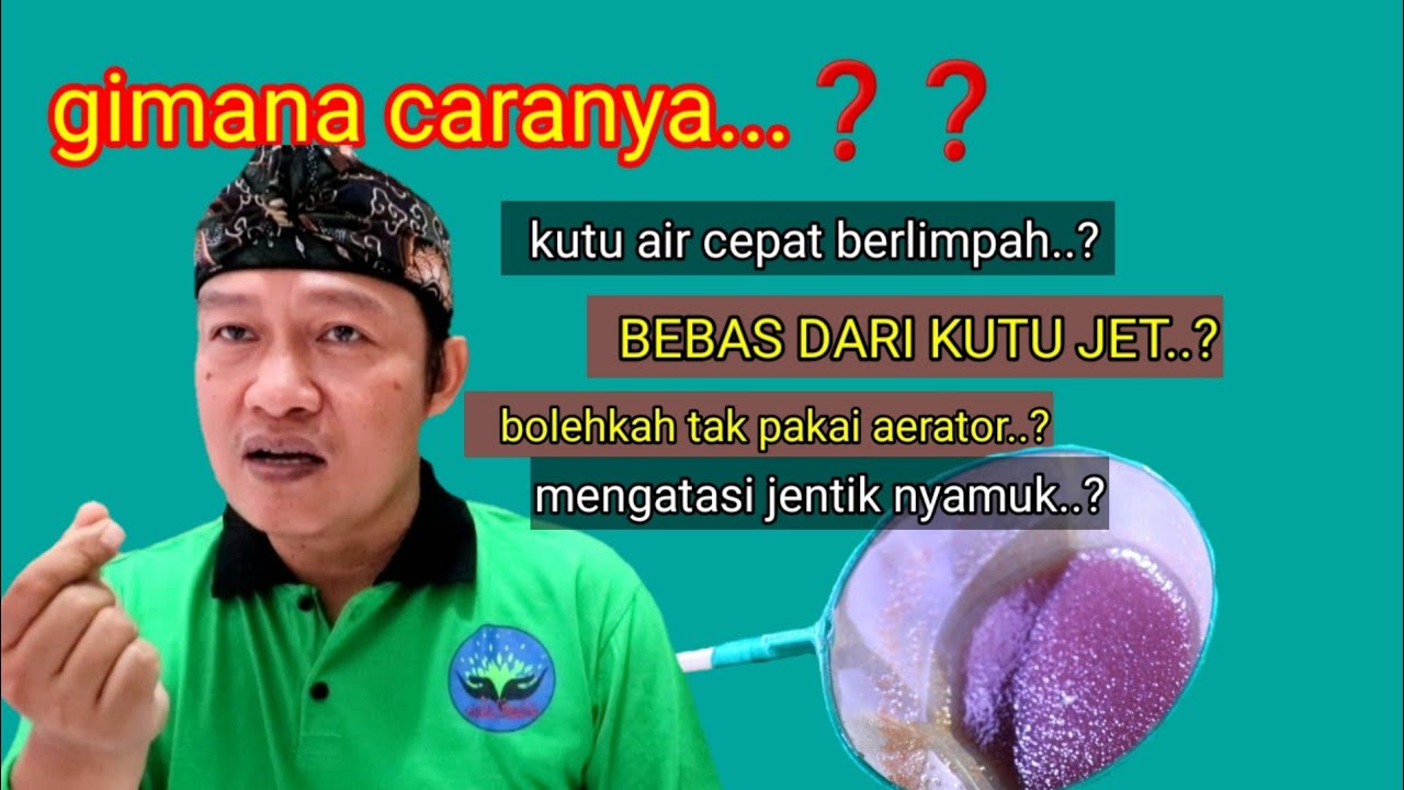 cara agar kutu air cepat berlimpah, terbebas dari kutu jet, tidak diganggu jentik nyamuk..