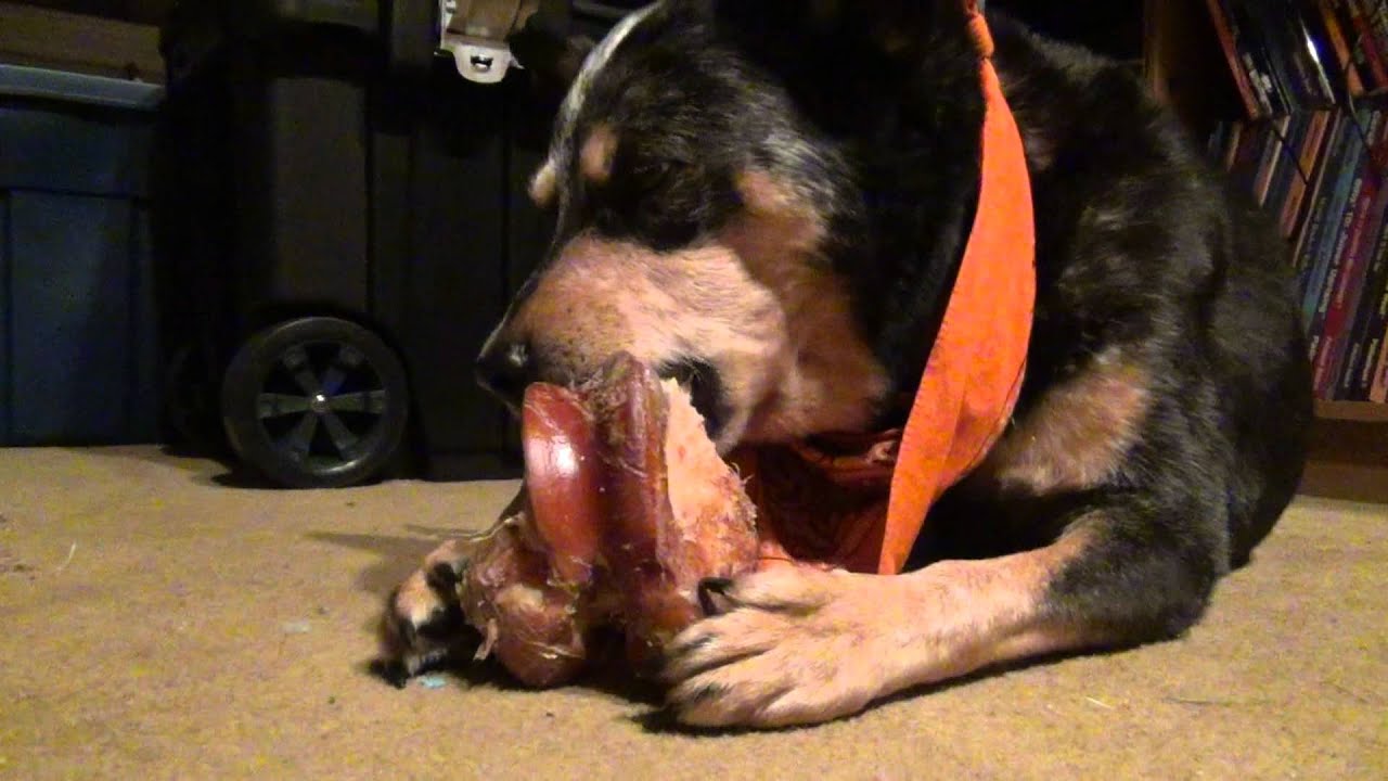 Blue Heeler dog Dakota chews on a big bone