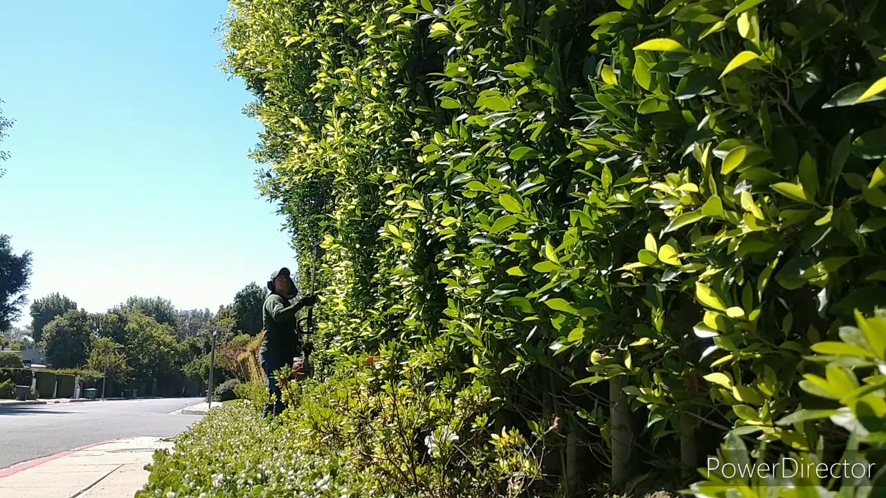 Privacy hedge trimming in  #LosAngeles doing #yardservice on #ficusNitidaHedge